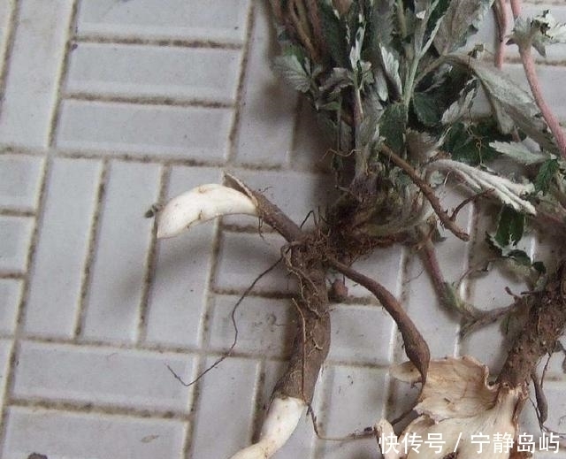 农村一种植物，地下藏着“大鸡腿”，生吃美味，还能治咳嗽！