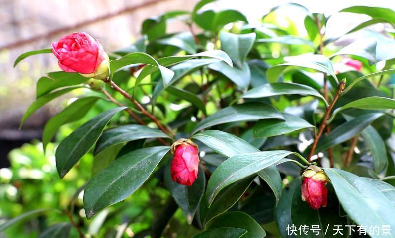 茶花剩下“光杆”还“有救”,只需给它做4步,快速长出新叶子!