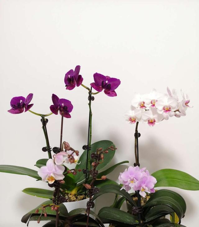 春节最受欢迎的5种花,放家里一盆不吃亏,这样护理年年旺