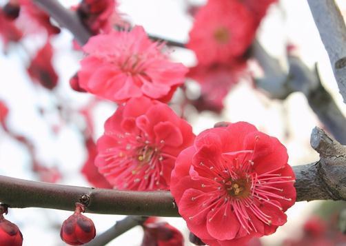 梅花如何修剪,地栽盆景大不同