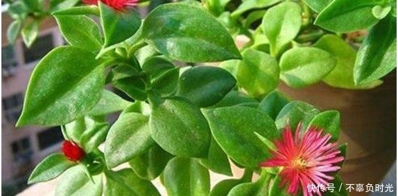 无毛|这些乡村田埂、沟边常见的野草,平肝火治肝炎,小身躯藏大功效