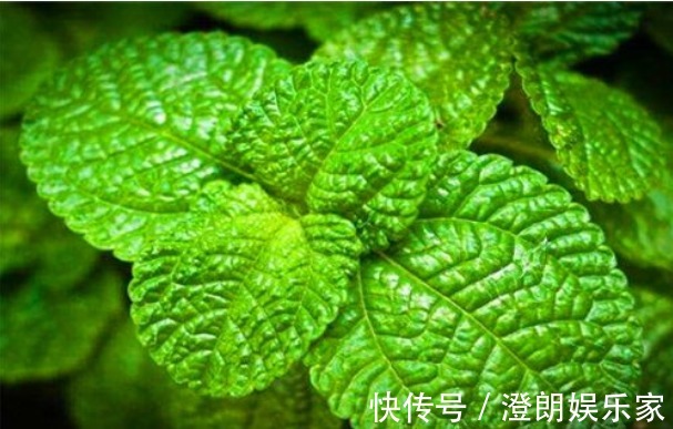 护肤|女性过了40岁，推荐3种食物，美白护肤，袪斑养颜，保护子宫