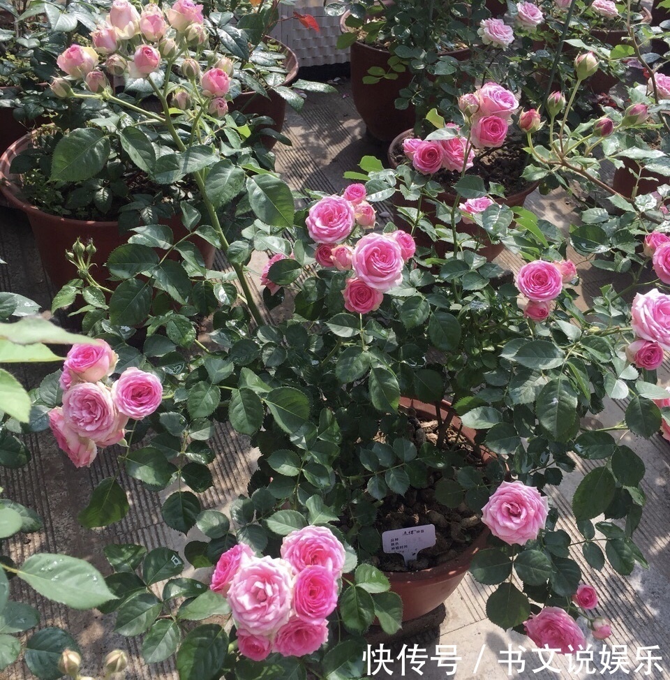 君子兰|花盆出现“大土块”,浇水摻上2种“东西”,30天松软、肥沃!