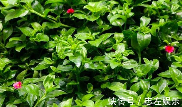 牡丹吊兰促花的三个技能,掌握1个就能开花不断,贯穿春夏秋三季