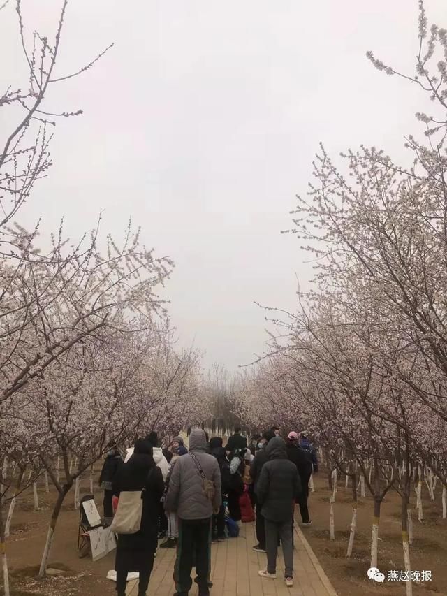 花開疫散 石家莊兩處山桃花成網紅打卡地 跟著我們讀懂春天 中國熱點
