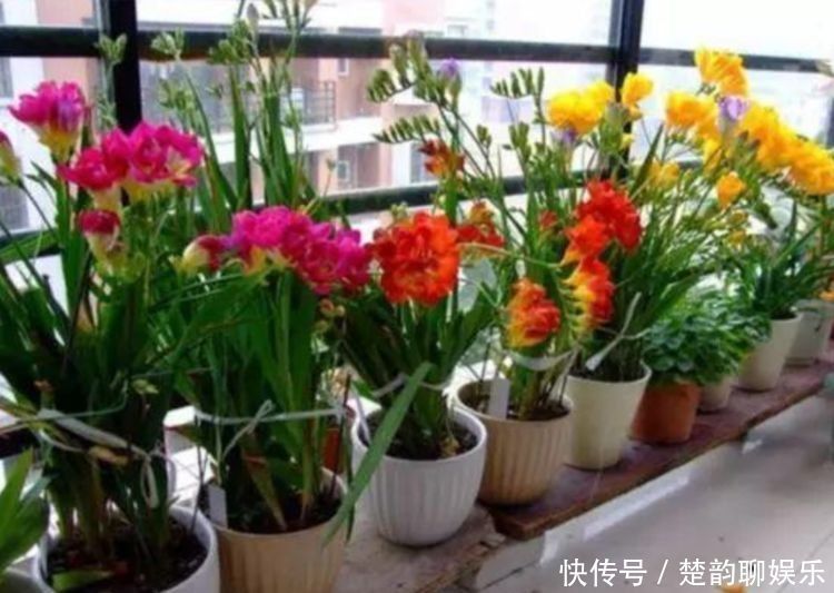 适合新手养的几种花,好活易爆盆,开花美长势旺