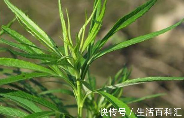 神草|乡村有一种降血压的''神草'',城市里卖40一斤,还是一种美味