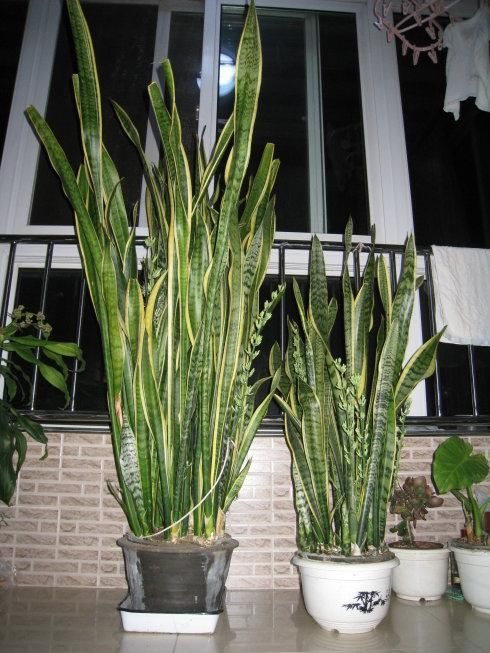 金边虎皮兰|让虎尾兰长侧芽，从3个方面入手，不仅侧芽多，还能养开花