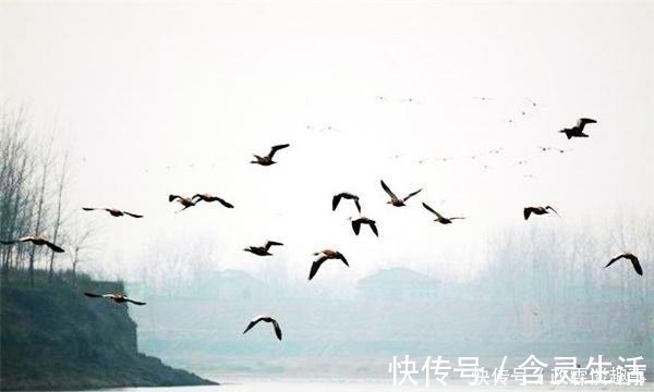 隐诗|陶渊明的《饮酒其五》，全诗写饮酒却无一酒字，第三句乃千古名句