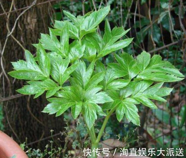 有心人|农村的野草，长在农田里没有人认识，有心人摘下来卖出高价