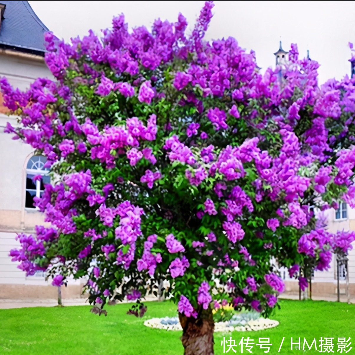 树状|苏州发现一户人家庭院,那叫一漂亮!庭院里香飘四溢!真心羡慕