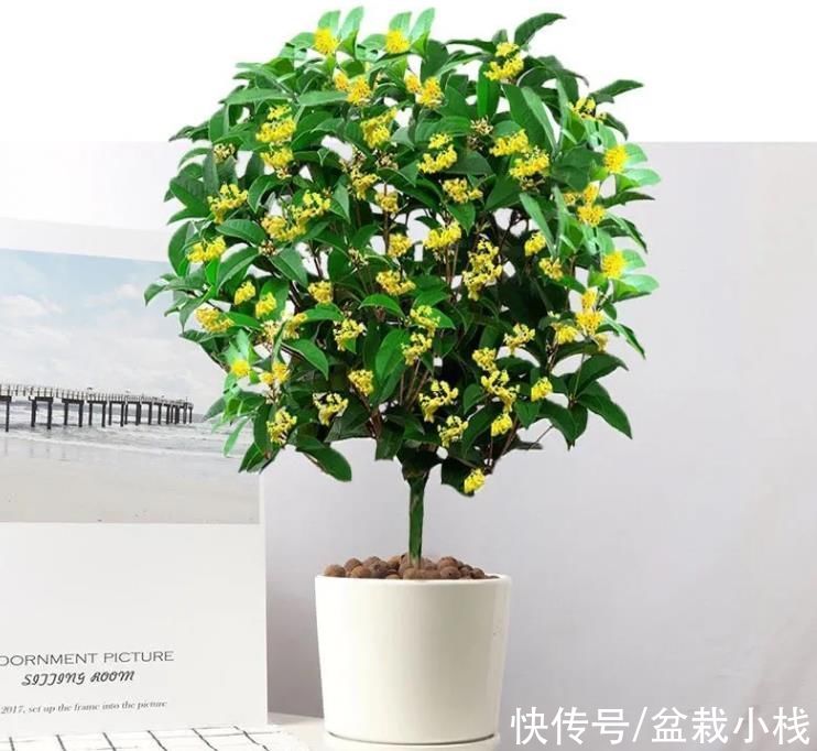 建议大家:客厅里摆放4种花卉,比装挂画实用,养眼且大气