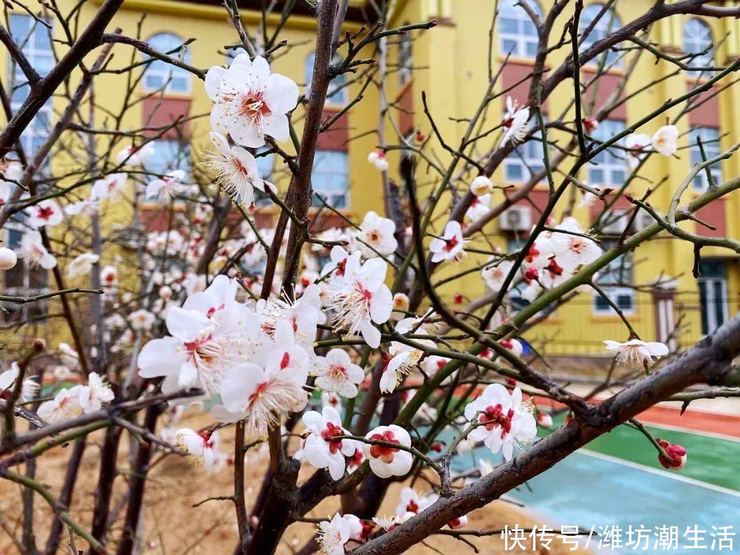 潍坊光正实验学校：校园里的那些花儿