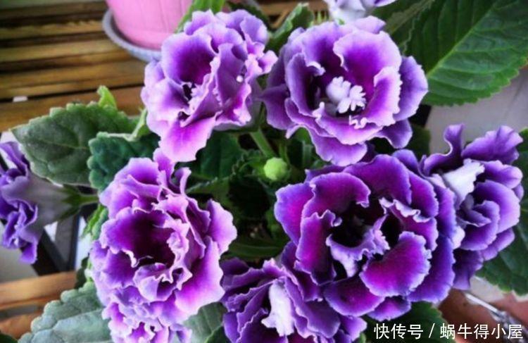 此花被称“香水之花”,-20℃冻不死,花朵美艳,美爆了