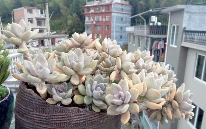 刚开始接触多肉选这“6种”,皮实耐养不易死,养出状态也很美!