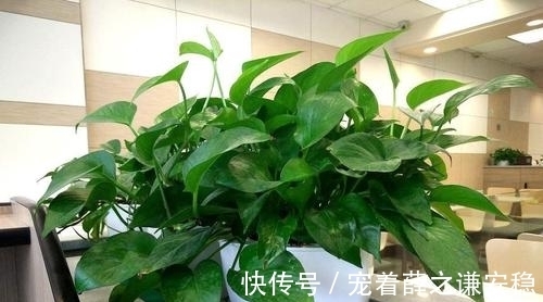家里养盆绿植物,空气清新没异味,皮实好养长满盆,适合新手!