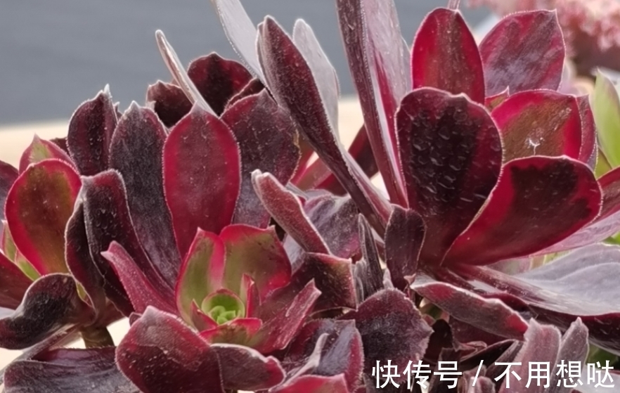 多肉孔雀和赤霞飞长得像吗?不,它们无论是颜色还是叶形都不雷同