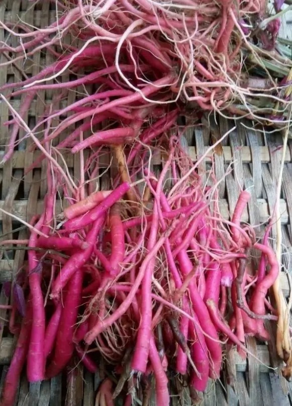 椭圆形|农村一种野生植物,是很好的中草药,吃了力大如牛,现在很少见