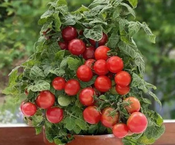 养花不如种菜,一把种子撒土里,10天就能吃,一年不用买菜!