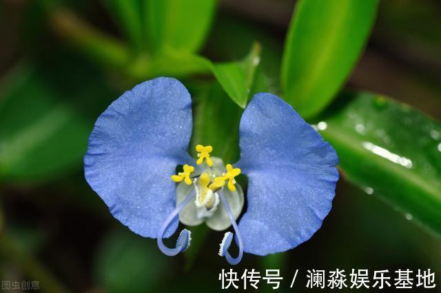 草药|2种农村不起眼的野草,既是野菜,又是治病草药,不知道太可惜了