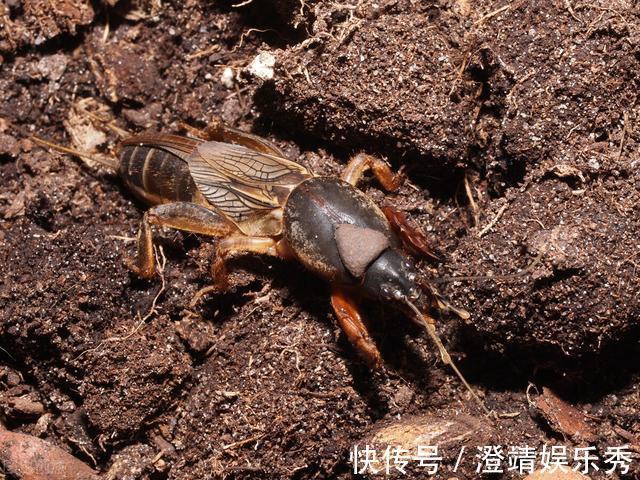 小鱼|还只知道红虫、蚯蚓？钓鱼界的10大荤饵！数数你用过几种