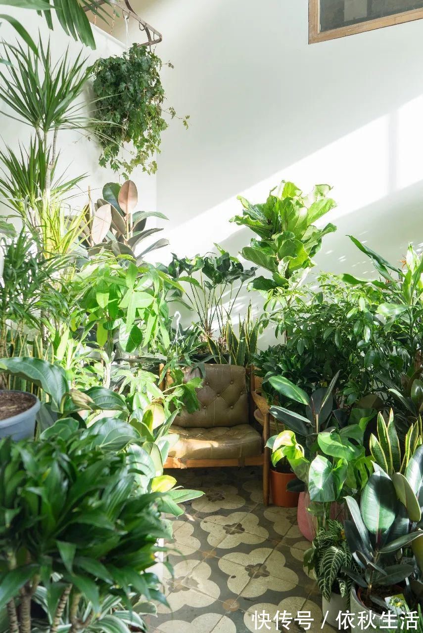 她在屋里种满500盆植物：呆在这样的房子里，生活更有了诗意！