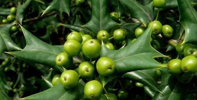 有功效|这树挺稀奇! 农民讨厌它, 中医喜欢它, 但最喜欢它的还是西方人