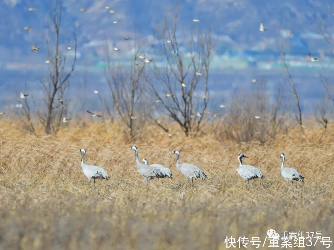 野鸭湖|为了喂鸟，他们在北京种了300亩地