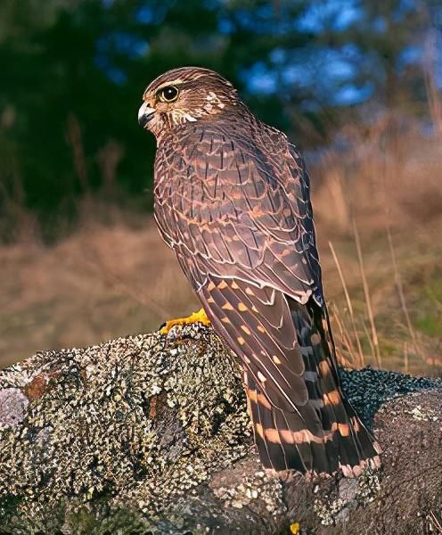 世界十大视力最好的动物 快资讯