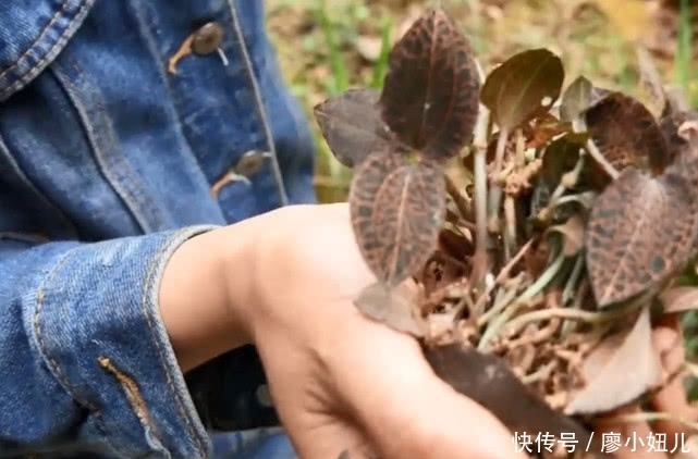 金线莲|大山里一种珍稀植物，市场上一斤好几百，妹子两小时只摘到一小把