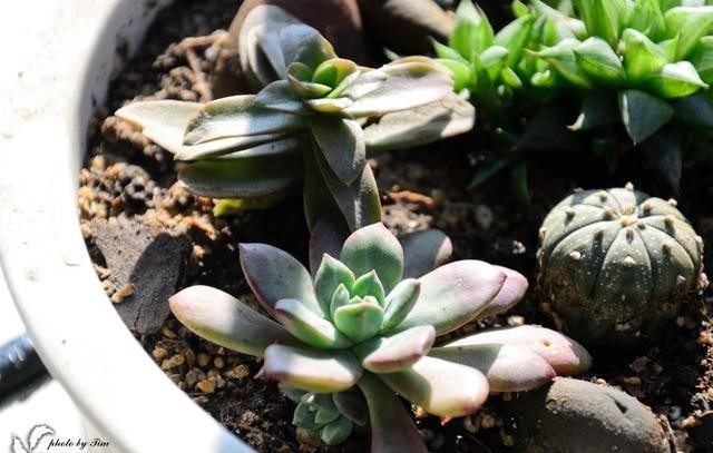 半阴或者|养这5种多肉,别总让晒太阳,晒的越多损失越大