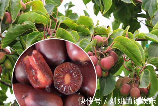 癌症|水果界的新宠,不仅口味鲜甜,营养丰富,更具药用价值,来了解下