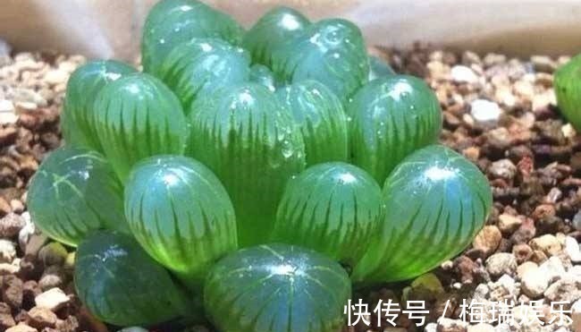 多肉|“塑料瓶”竟是养花神器,学会“4种”用法,一生受用、养花旺