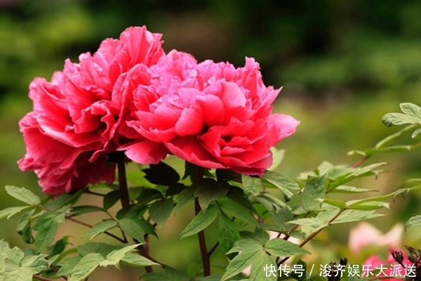 拥有这“4种脚型”的女人,天生富贵之命,衣食无忧,从不缺钱花