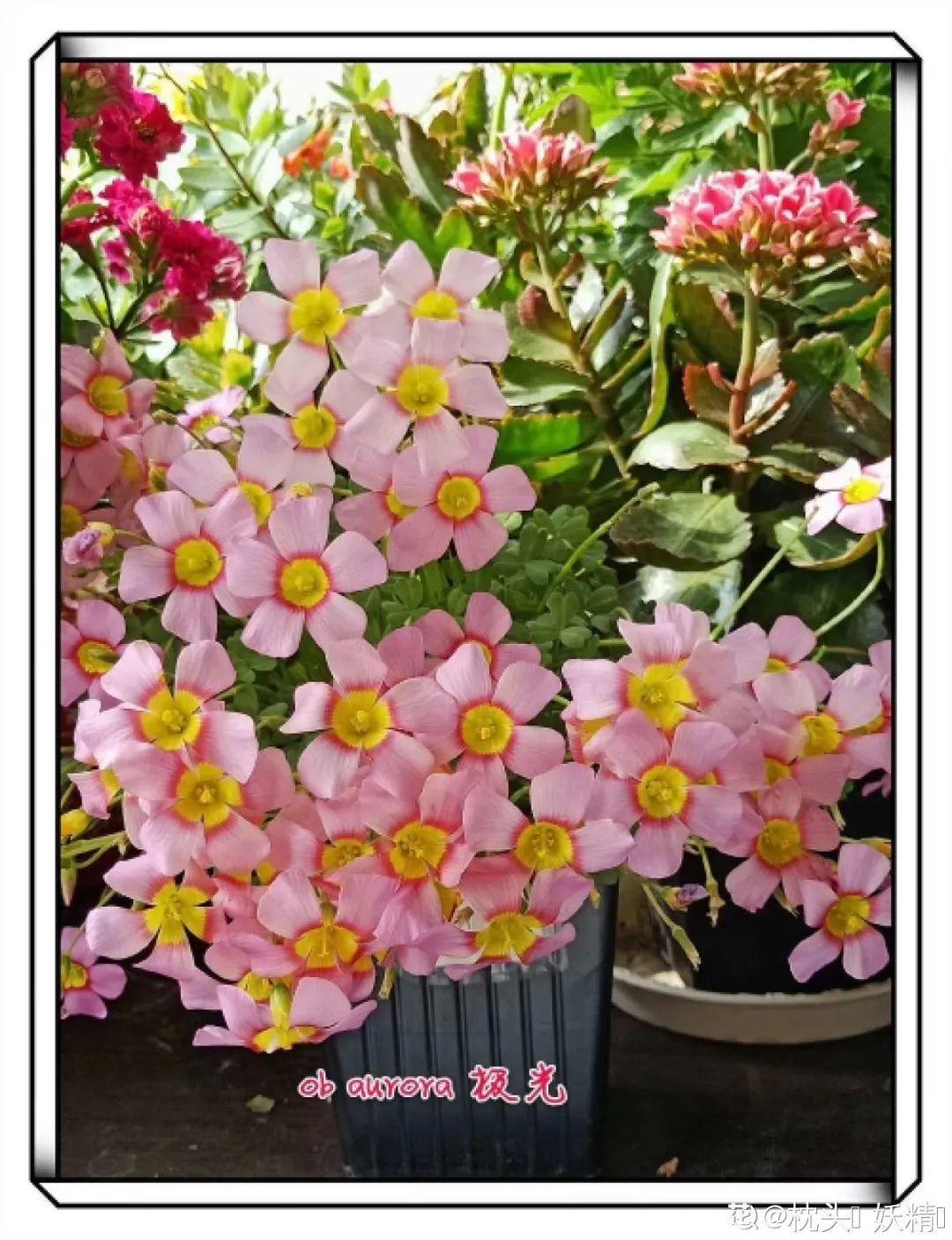 长寿花|9月后就养这些花,比绿萝好养,疯狂开花到明年!