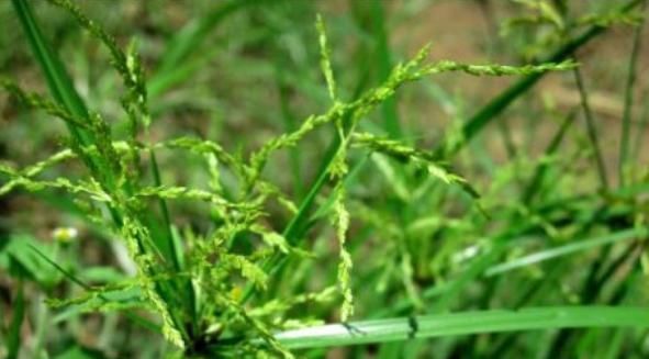 农村常见的野草煎汤喝，疏肝解郁、补气益血，最适合女性喝！