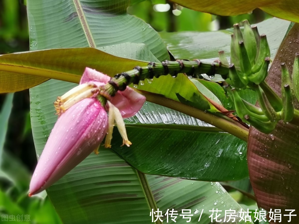 花友们|3种喜阴花，搁在北阳台，少晒太阳，少管它，枝繁叶茂开满花