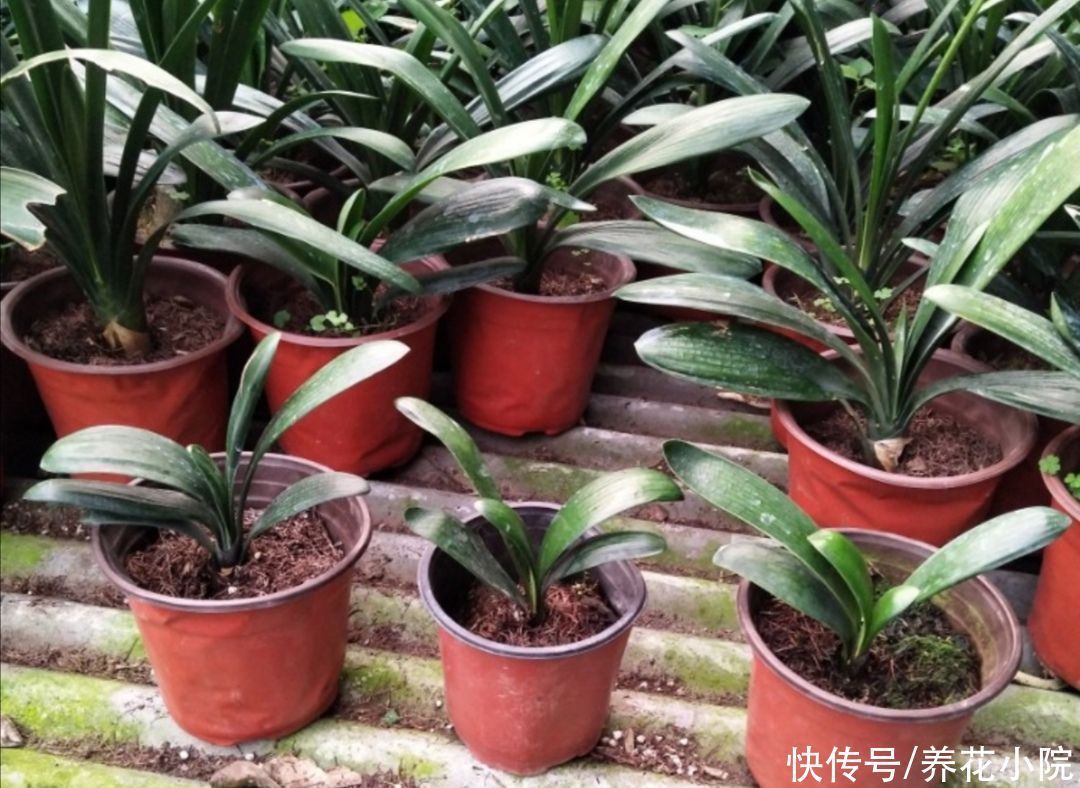 土壤|养花用松针土,3件细节要做好,否则对花卉生长不利