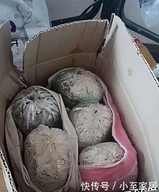 灵芝|自己种的灵芝能不能吃?入口的东西要慎重,莫馋嘴!