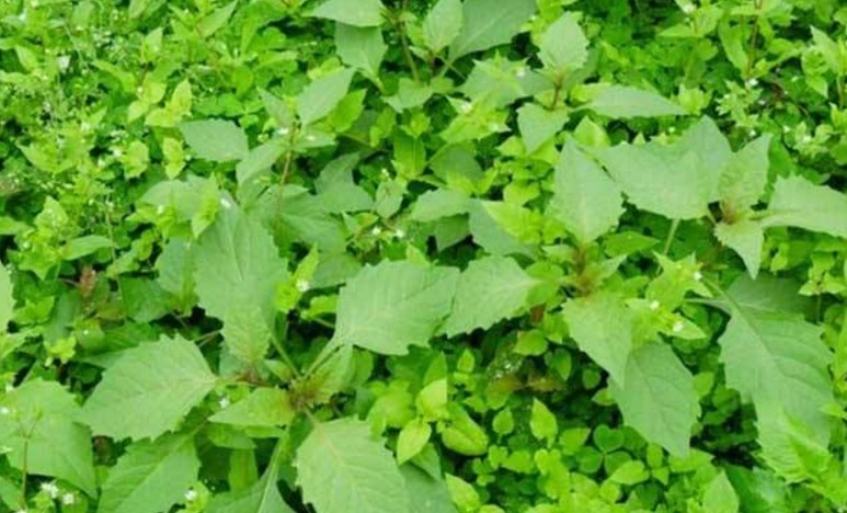 山芹菜|在路边遇见3种野菜就是捡到宝了,第2种凉拌很好吃,可以试试