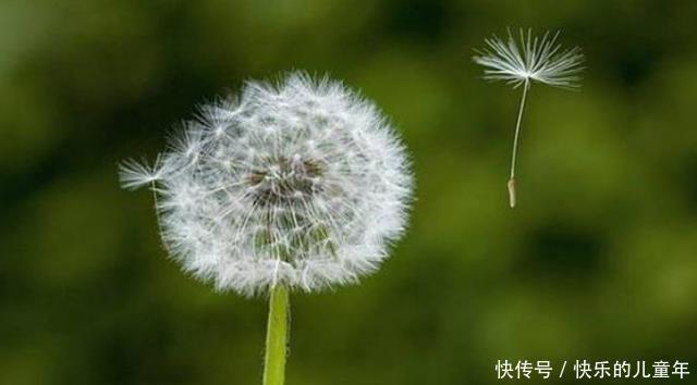 野菜没用处?这种“野草”或可治疗“蛇毒”,建议:别傻傻扔掉