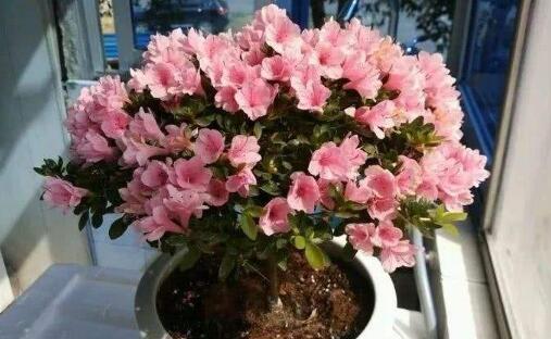 养杜鹃花,记住5点,不掉叶不黑尖,叶绿花多,一次开成大花球!