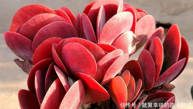 喜欢多肉?建议春节入手这些红色系品种,可以平添几分过年的气氛