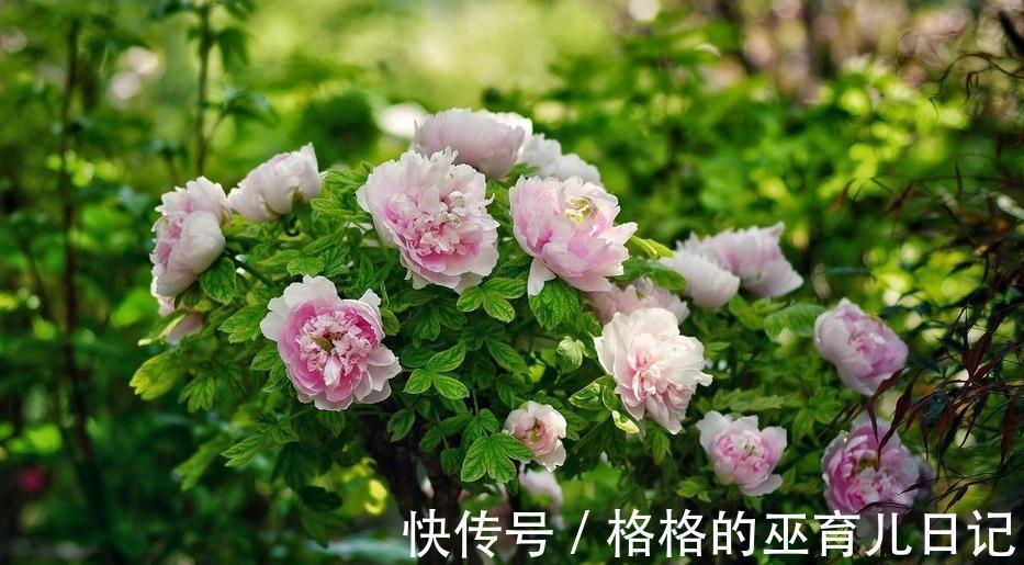 唯有牡丹真国色,花开时节动京城,浅谈牡丹花日常养护及换盆须知