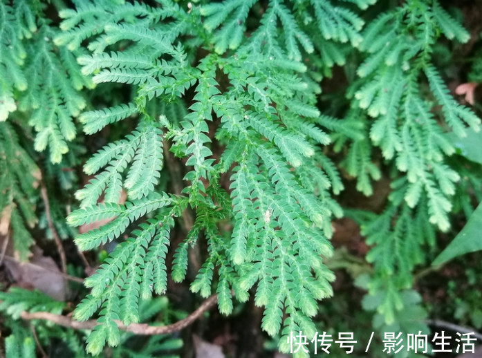 药用|人称“九死还魂草”,民间当草药用,有极高价值还可供观赏