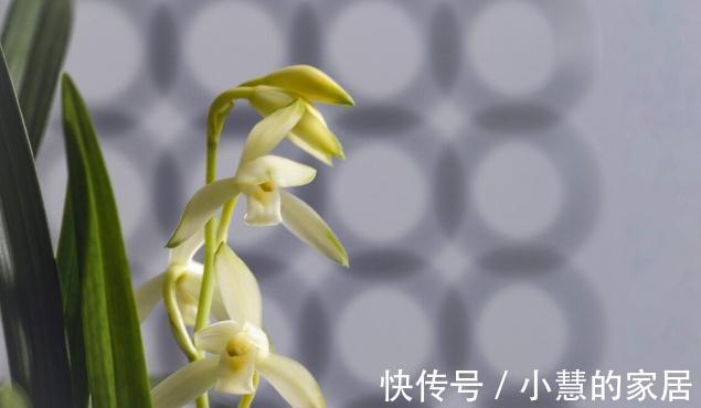 植料|喜欢养兰花，3件事抓紧做，再不做就有些晚了