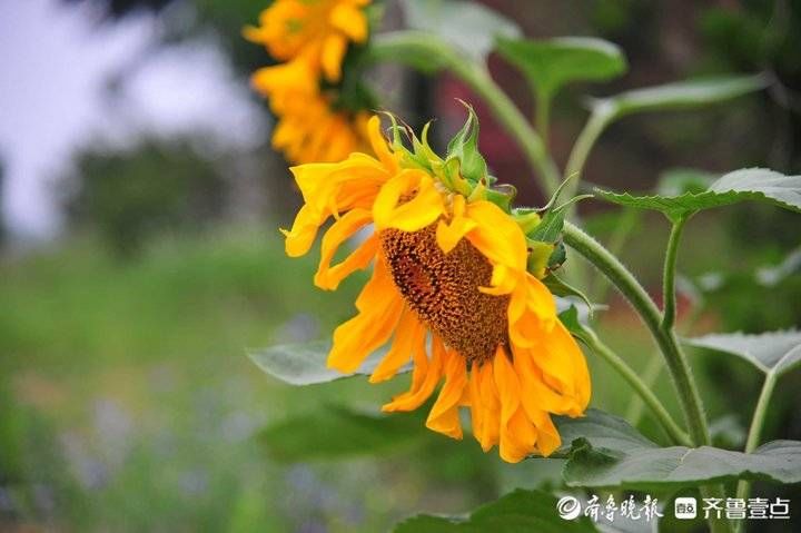 惊艳！日照上空出现七彩祥云，恭喜壹粉获奖|7月23日最佳情报| 齐鲁晚报