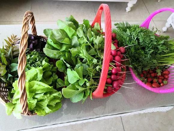 阳台种盆菜,比花还好看,结果还能吃,别提多美了