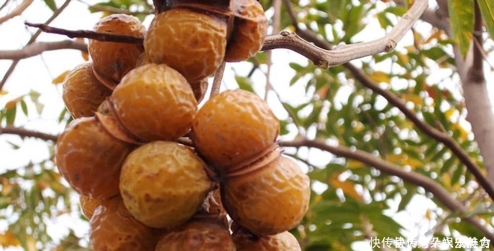 果肉|人称“鬼见愁”，长得酷似龙眼，果肉能当肥皂用，种子能做手链