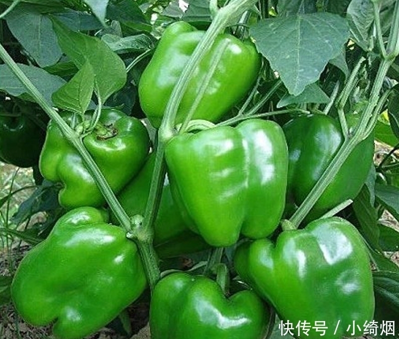 阳台不要再浪费，聪明人此样做，绿色健康，吃不完还可以卖